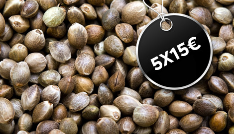 Trikoma Seeds: 5х15 евро? Маловато будет!