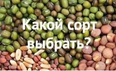 Какой сорт выбрать для аутдора в России? Советы от сидбанков! Часть 2.