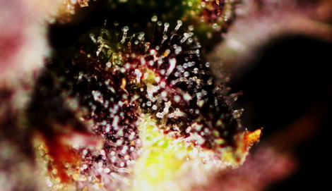 Гроурепорт Speed Devil #2 (Sweet Seeds)