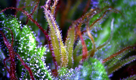 Блог Paradise Seeds: «Проснись и вдохни аромат терпенов!»