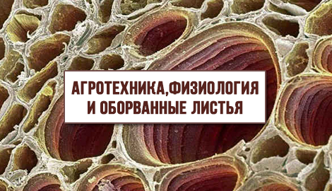 Агротехника, Физиология и оборванные листья
