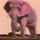 Slonov