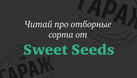 Сладкая 10-ка от Sweet Seeds
