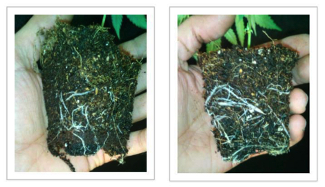 Укоренение клонов с Green House Feeding Bio Enhancer
