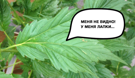 Утиные истории. Заметить не получится.