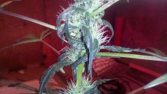 IMG 20161201 171258