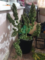 IMG 1911