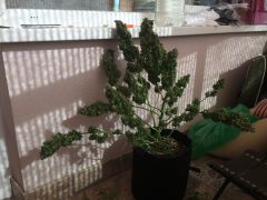 IMG 1912
