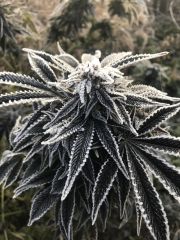 LSD from Barney's Farm 02