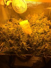 Gorilla Glue