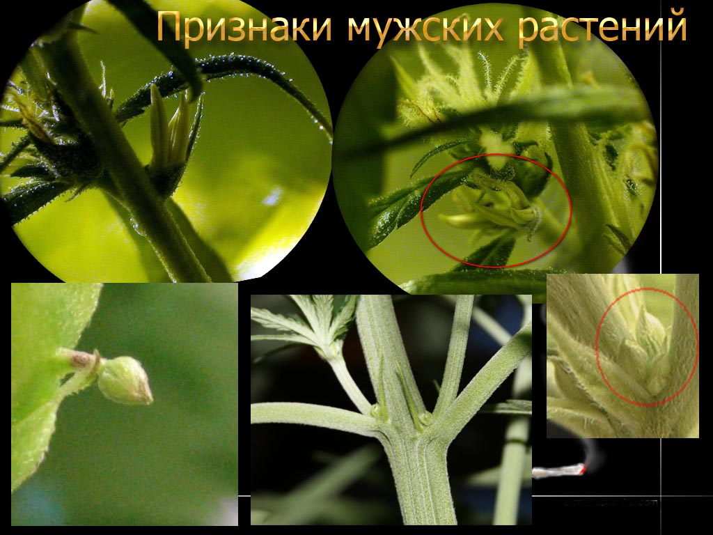 Мужское Растение Фото