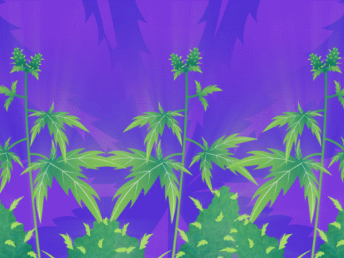 weedshot-gradient4.gif