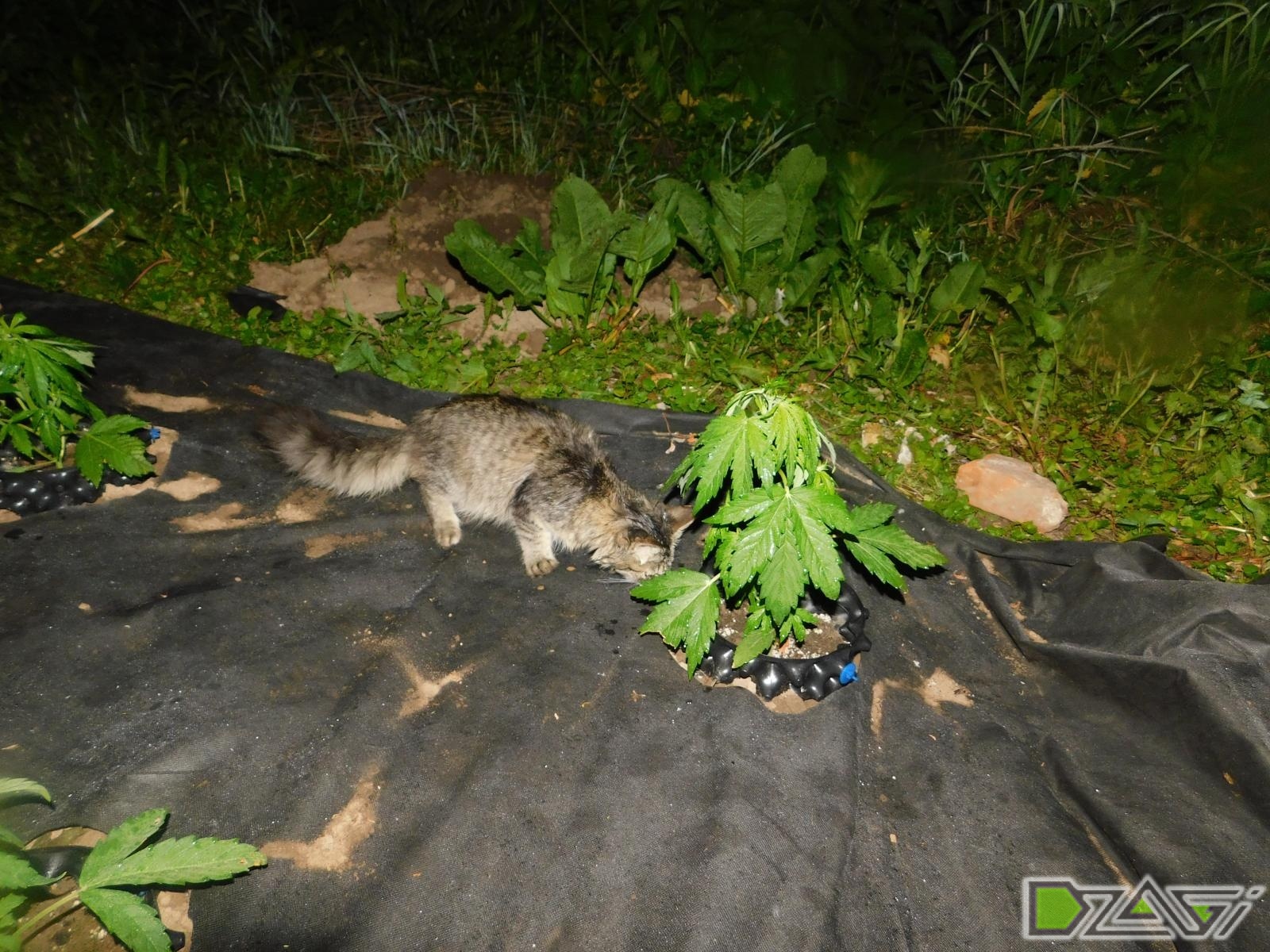 DSCN0134.JPG