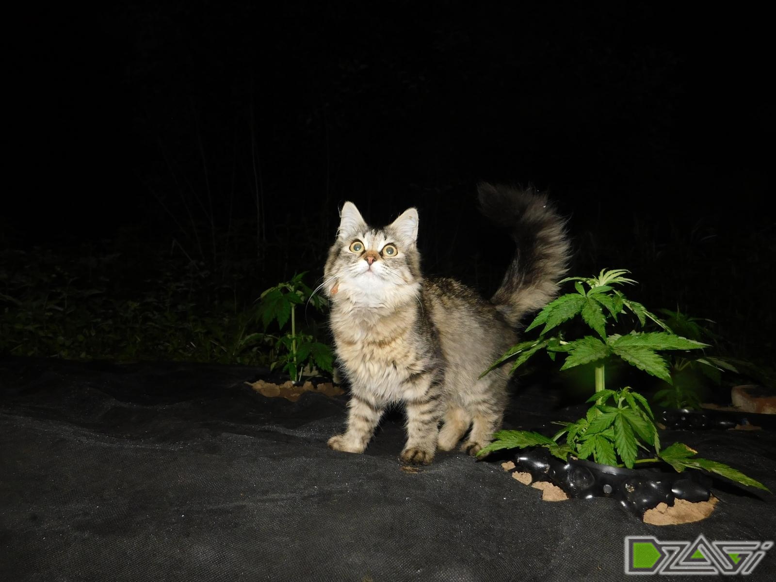 DSCN0110.JPG
