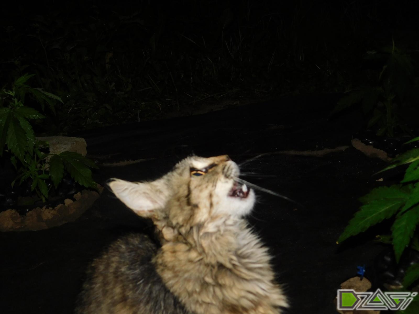 DSCN0126.JPG