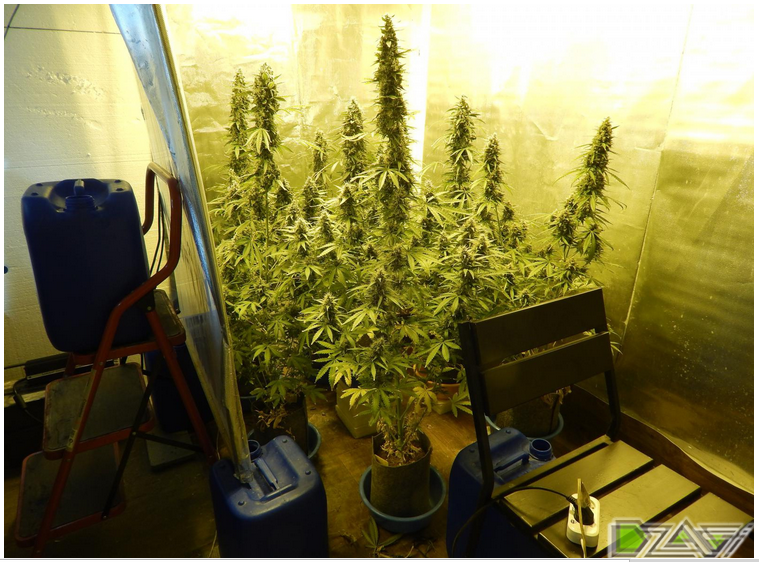 Выращивание конопли видео уроки по выращиванию марихуаны
