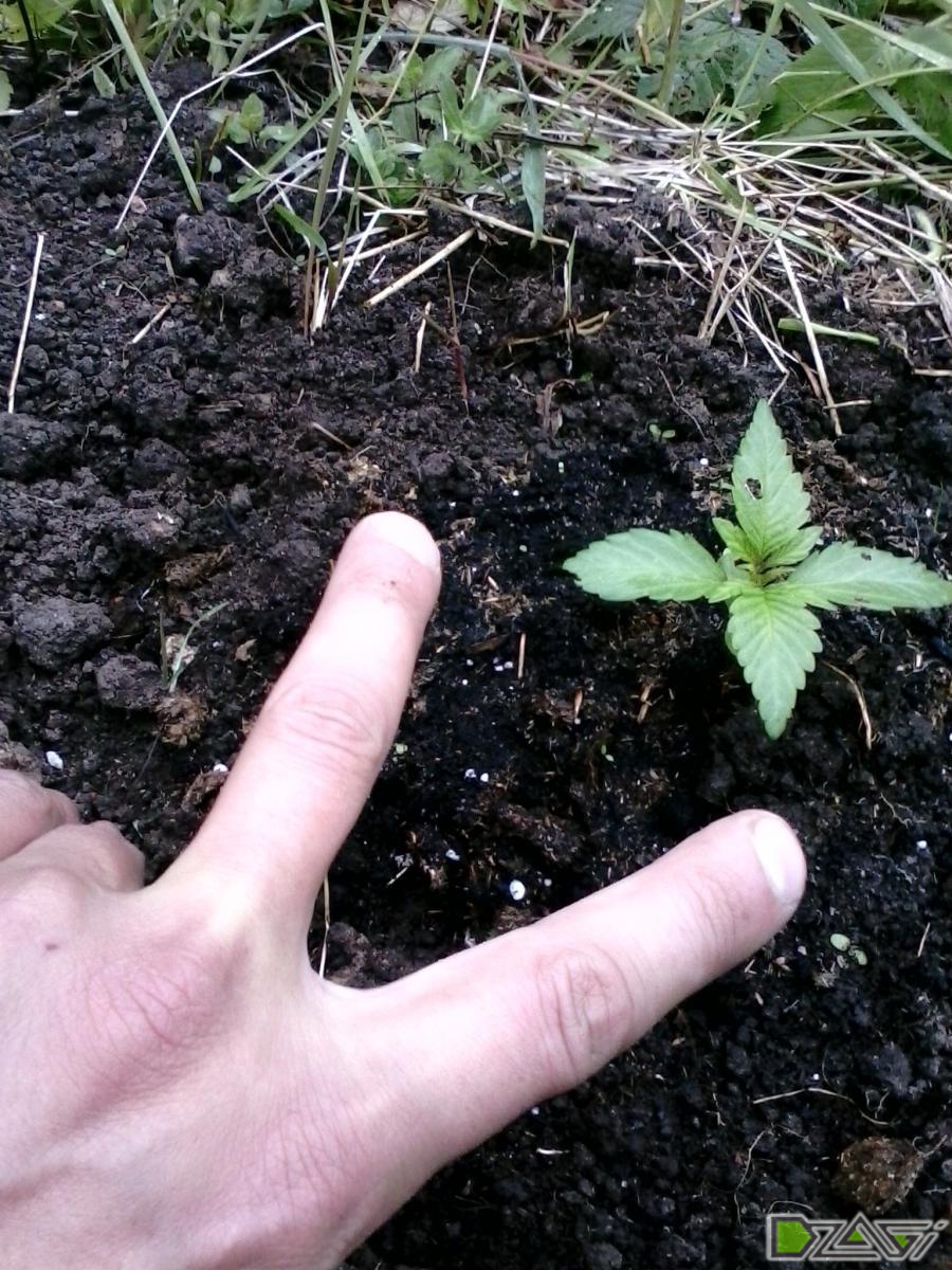post-47673-0-23139400-1465719853_thumb.jpg