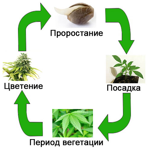 жизненный цикл марихуаны