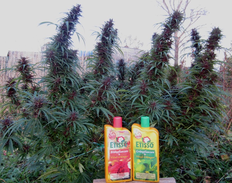выращивание марихуаны удобрения