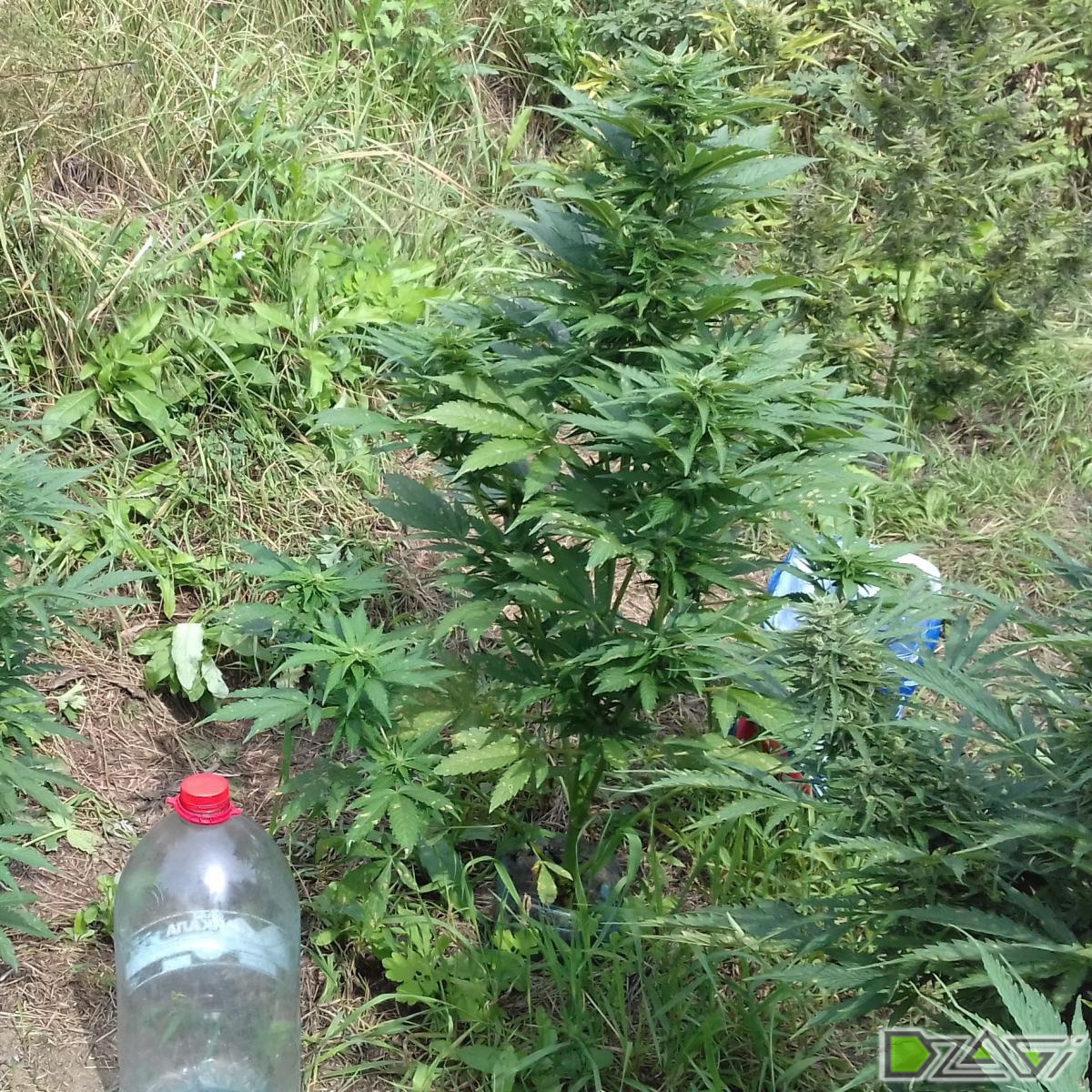 Sweet Amnesia Haze XL Auto (ex. Blow Mind Auto) - Страница 3 - Sweet Seeds  - Форум dzagi.club