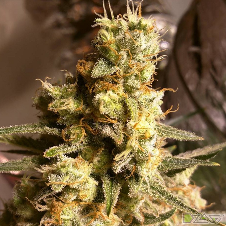 марихуана семена описание