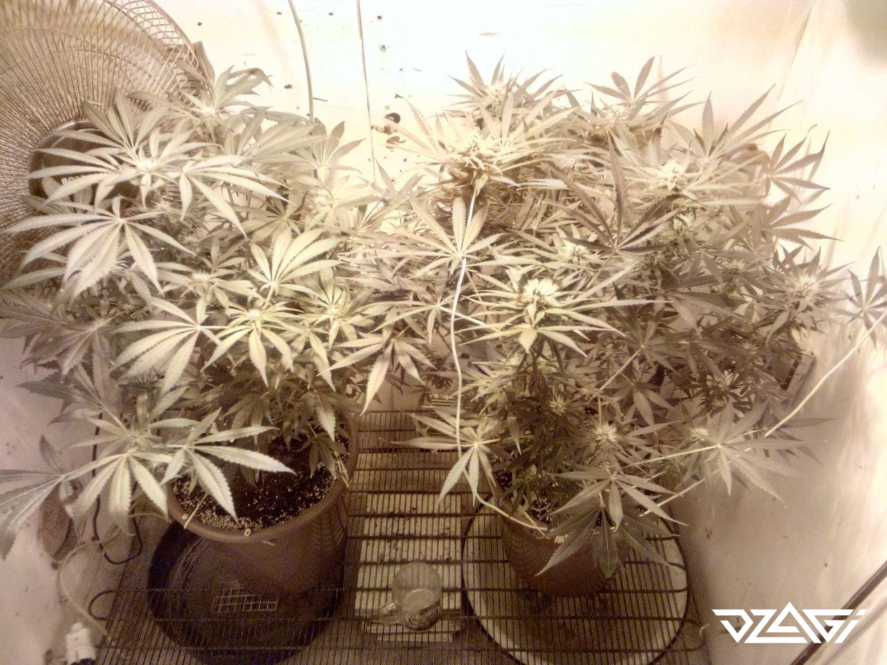 Peyote Gorilla Fem - Seedsman - Форум dzagi.club