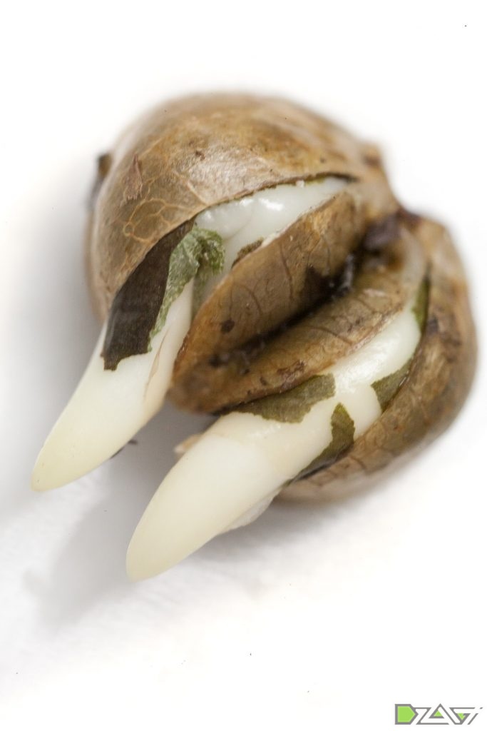 hso_tko_germination-93-copy-683x1024.jpg