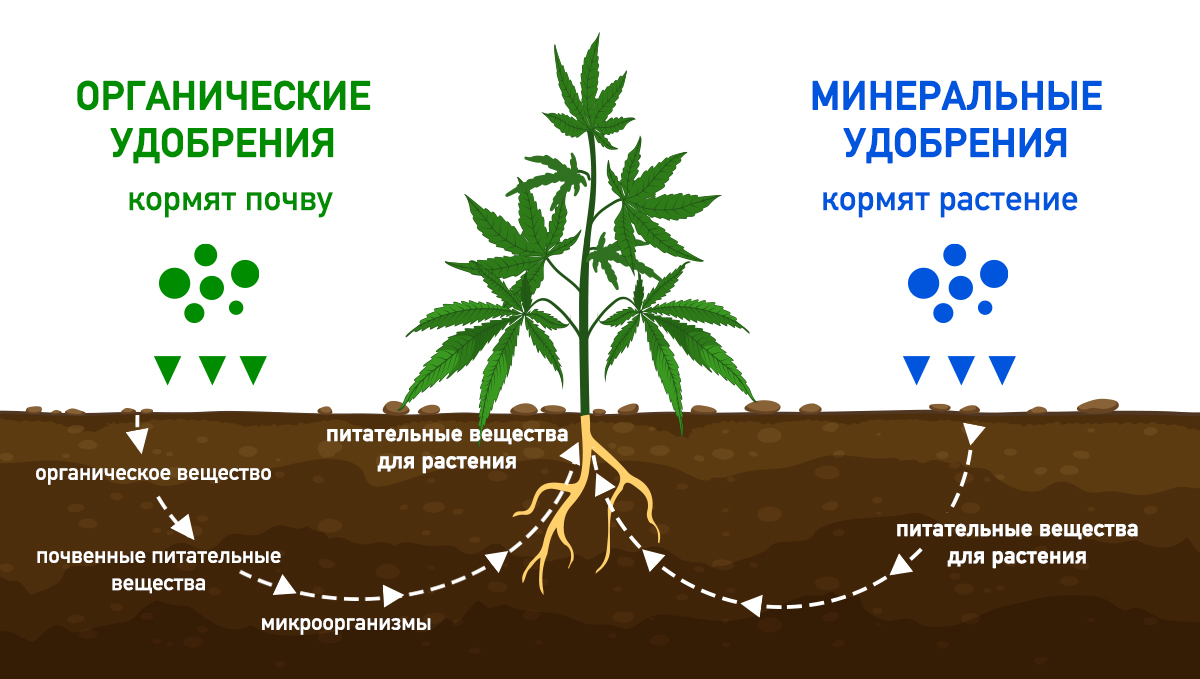 Органические или минеральные удобрения? - Блог Fast Buds - Форум dzagi.club