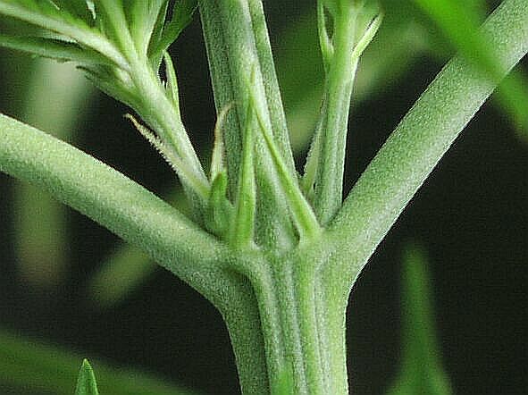 Женское растение конопли 7 букв марихуана и ее последствие
