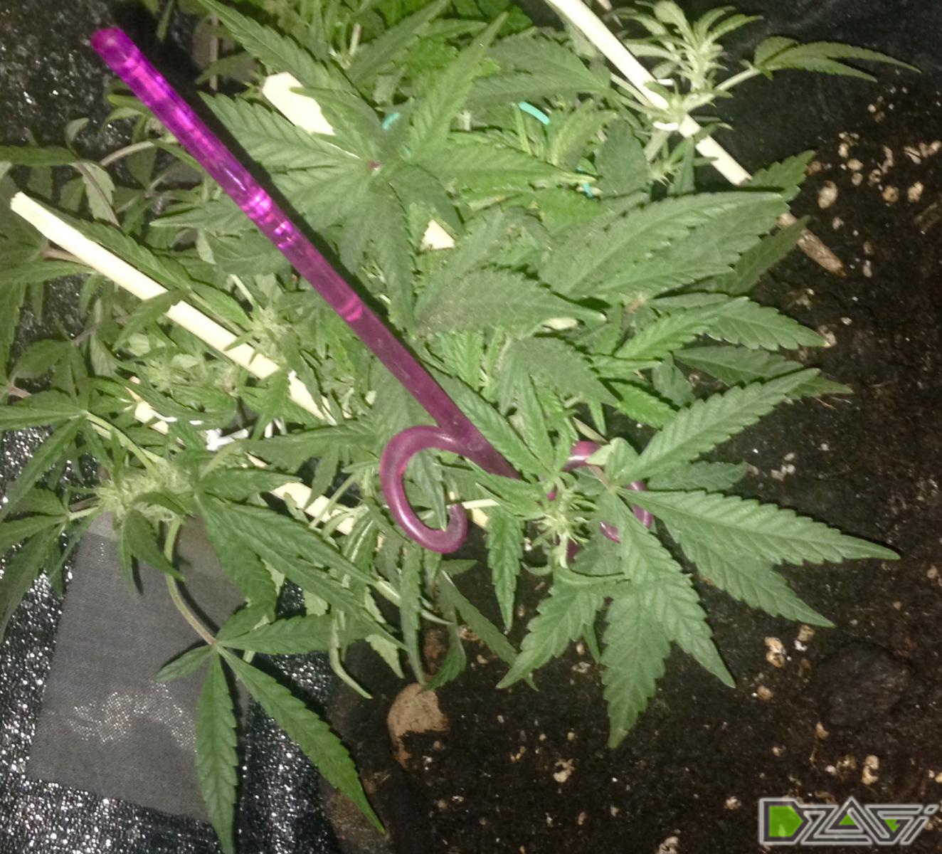 indor think big,malana bomb, sweet tooth,sugar gom,ww autoflowering -  Страница 5 - Лучший Indoor 2017 - Форум dzagi.club