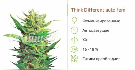 Купить Феминизированные Семена Семяныч