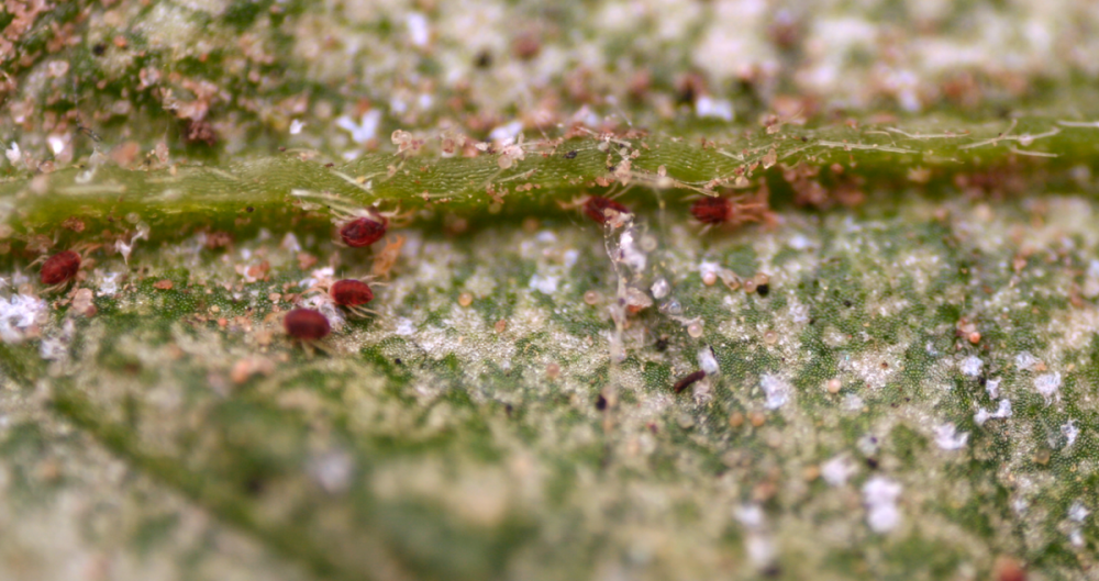 1280px-Spider_mites_on_a_pepino_leaf.png