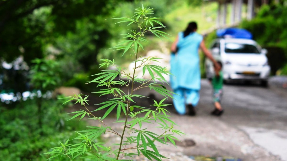 разрешена ли марихуана в индии