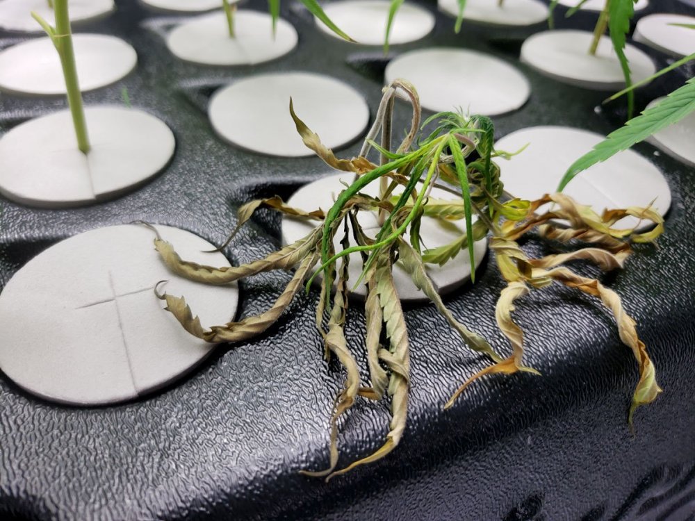 10_клон завял.jpg