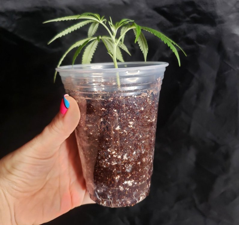 24_заполненный землей стакан.jpg