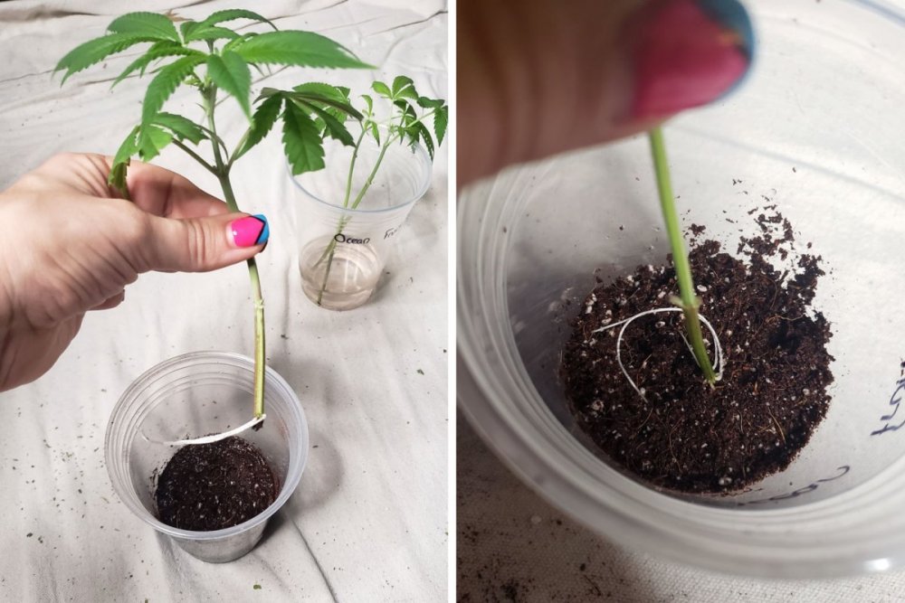 21_аккуратно расположите клона при посадке.jpg