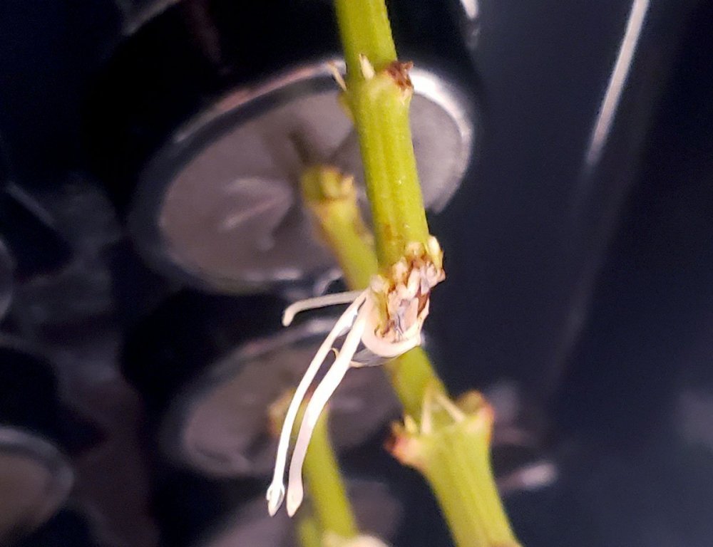 17_Первые корешки.jpg