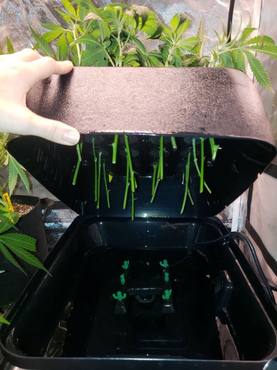 13_только чтьо посаженные клоны.jpg