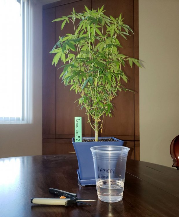 5_Все что нужно для снятия клона.jpg