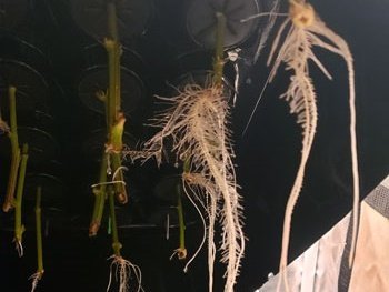 18_неделя в аэроклонере.jpg