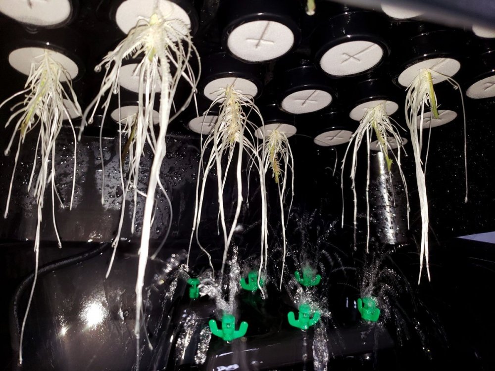 4_корни в аэроклонере.jpg