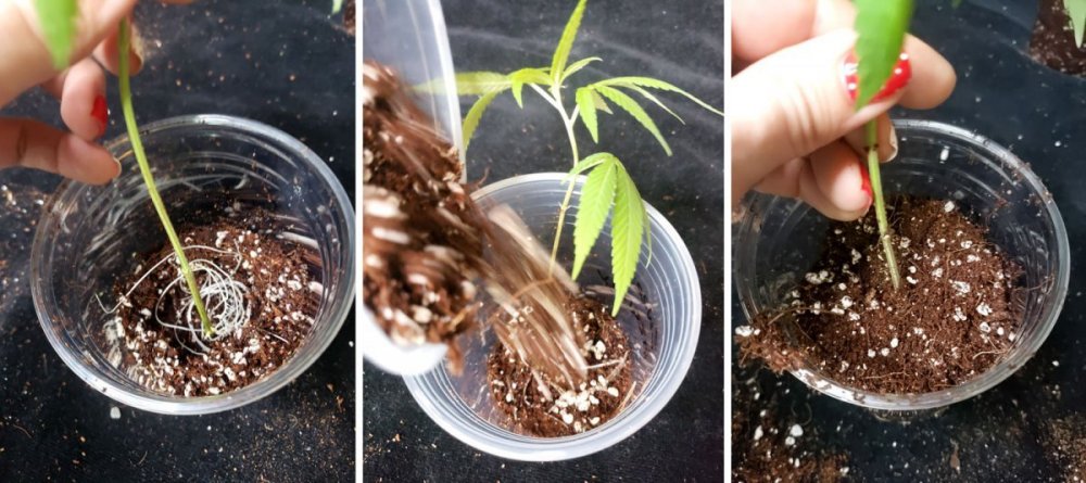 23_заполните остаток стакана землей.jpg