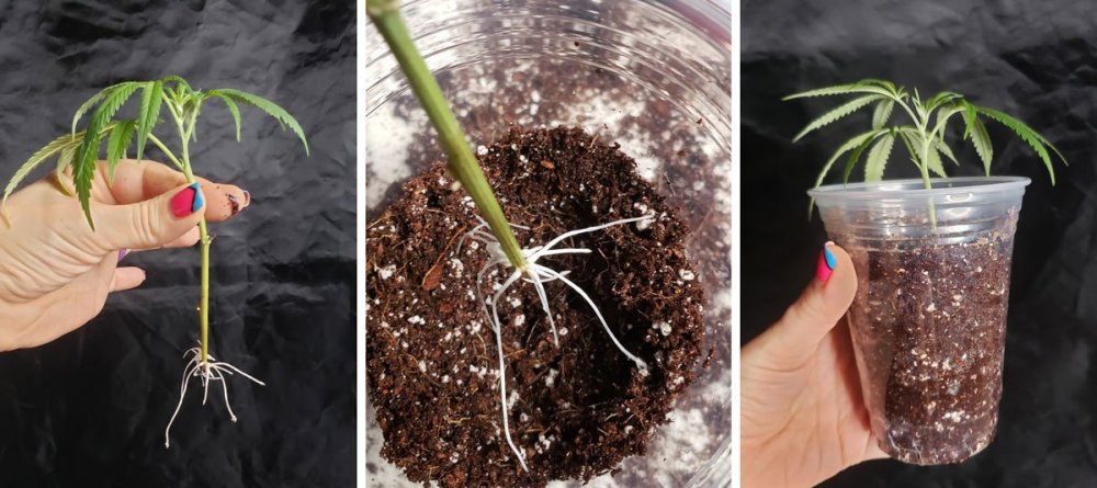 2_посадка клона.jpg