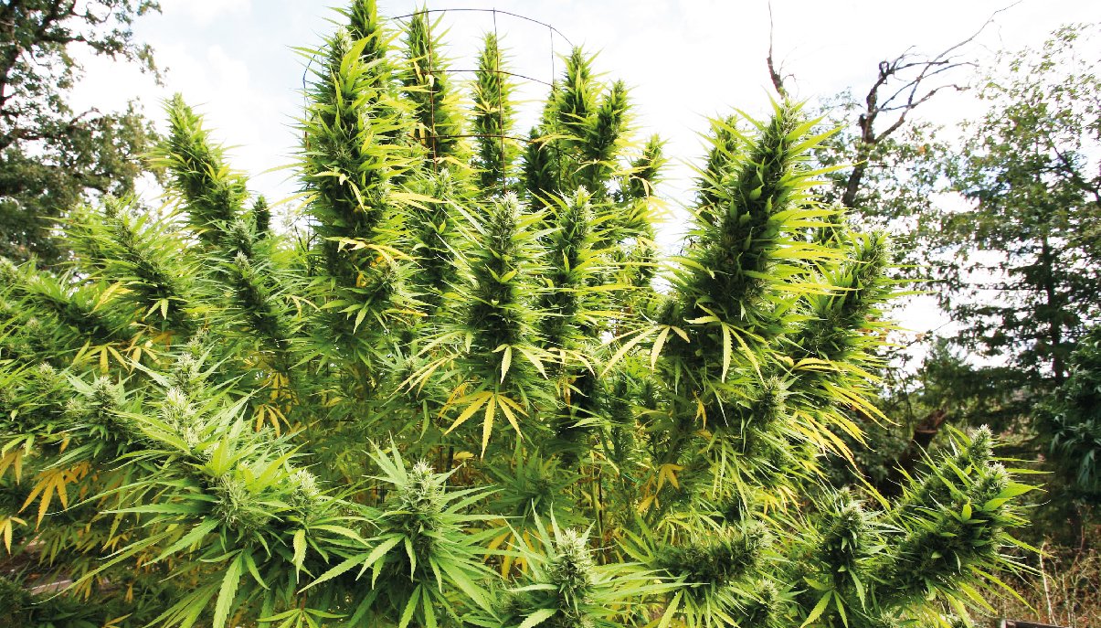 Выращивание конопля в северных широтах марихуана в контакте