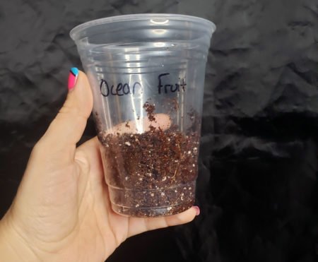 20_наполовину земля наполовину кокос.jpg