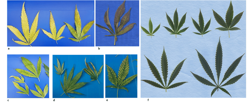Disease-symptoms-of-lettuce-chlorosis-virus-on-old-leaves-of-cannabis-plants-at-the.png