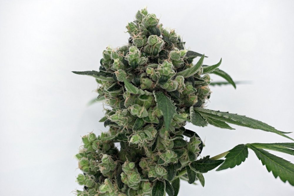 Karma_Genetics_-_Sour_Diesel_BX2.jpg