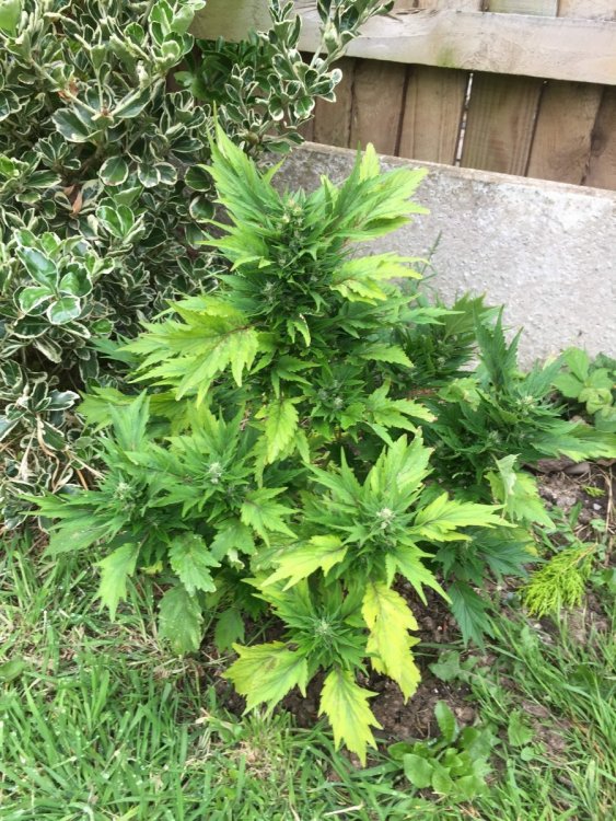 72654_autoduck-grow-north-uk-outdoor_dutch-passion_auto-duck.jpg