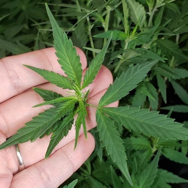 Мелкие листья у конопли конопля не марихуана