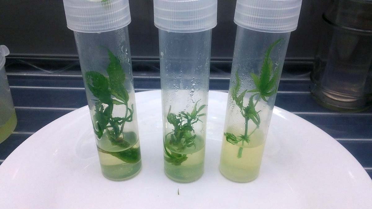 Tissue Culture: выращивание растений в пробирке - Жизненный цикл - Форум  dzagi.club